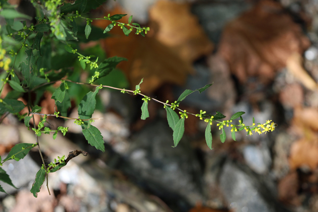 Solidago caesia - plant