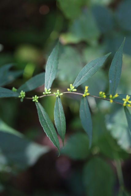 Solidago caesia - upper leaves