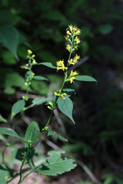 Solidago flexicaulis