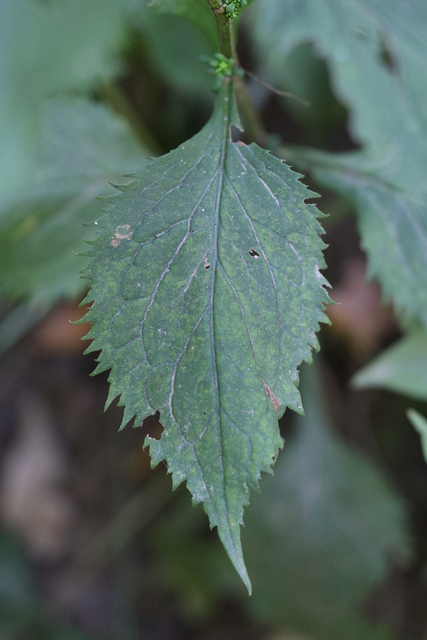Solidago flexicaulis - leaves