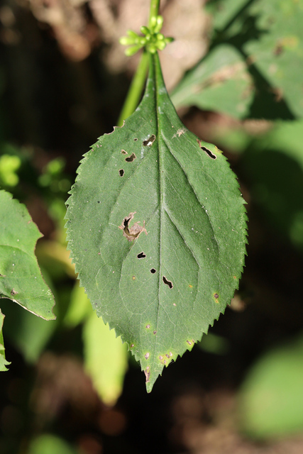 Solidago flexicaulis - leaves