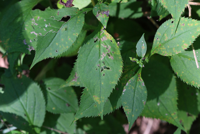 Solidago flexicaulis - leaves