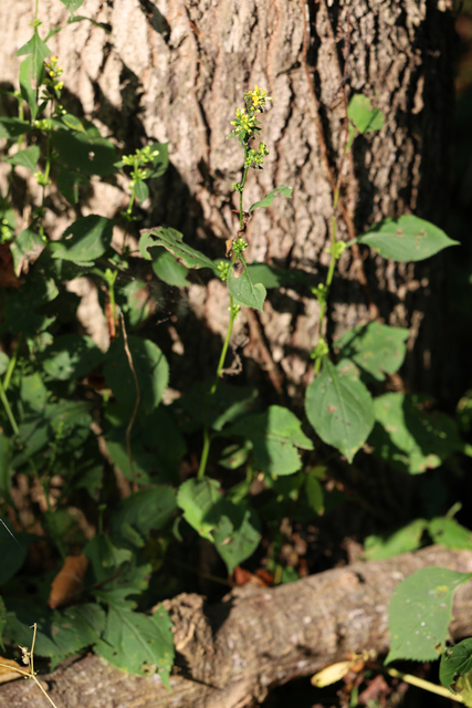 Solidago flexicaulis - plant