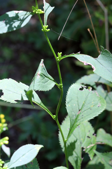 Solidago flexicaulis - stem