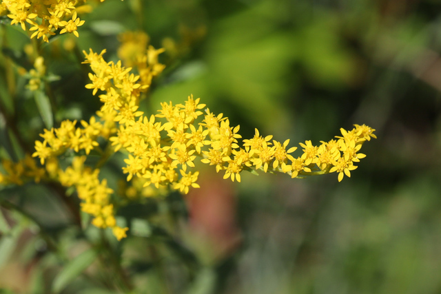 Solidago juncea