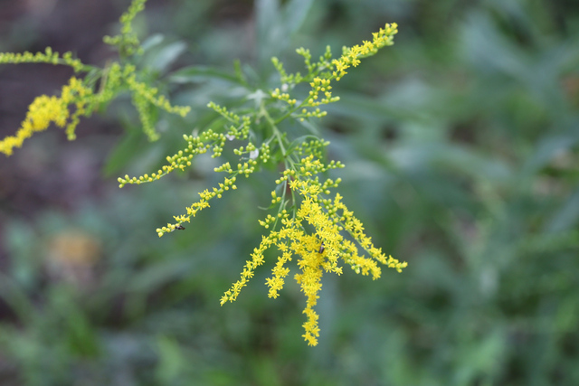 Solidago juncea