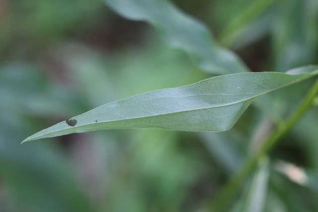 Solidago juncea - leaf underside