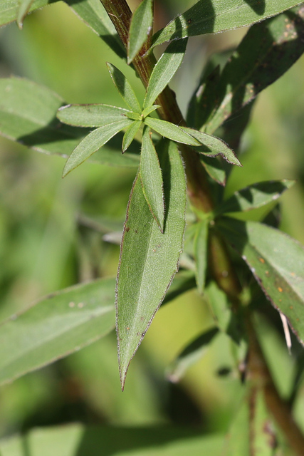 Solidago juncea - leaves