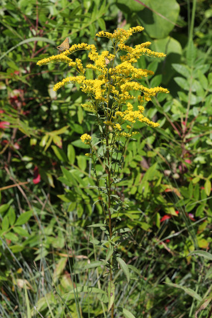 Solidago juncea - plant