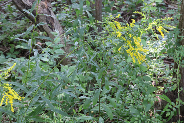 Solidago juncea - plant