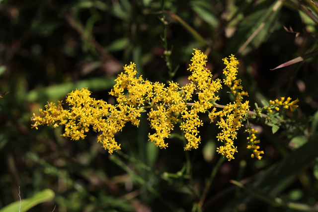 Solidago nemoralis