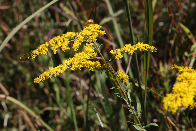 Solidago nemoralis