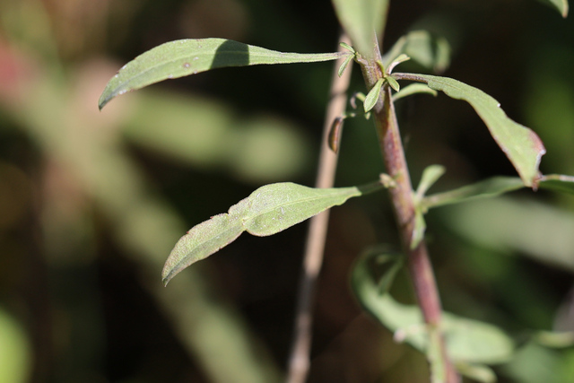 Solidago nemoralis - leaves