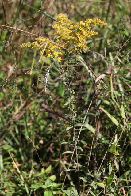 Solidago nemoralis - plant