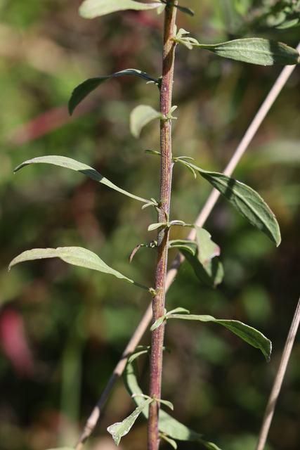 Solidago nemoralis - stem