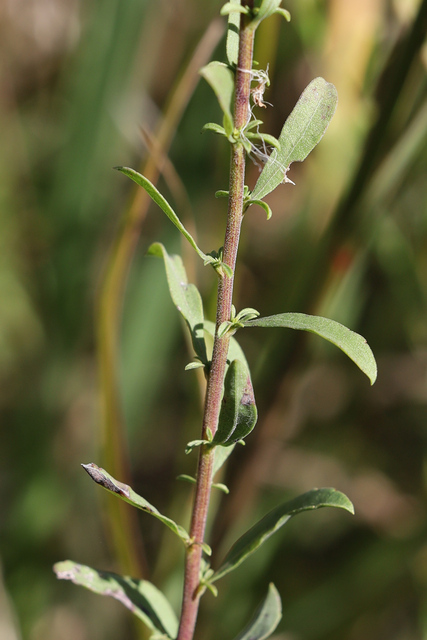 Solidago nemoralis - stem