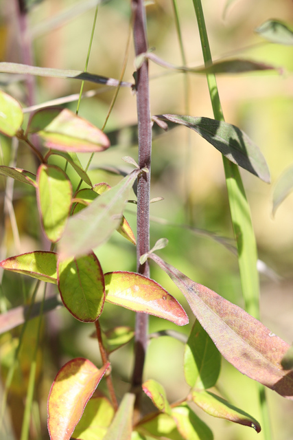 Solidago nemoralis - stem