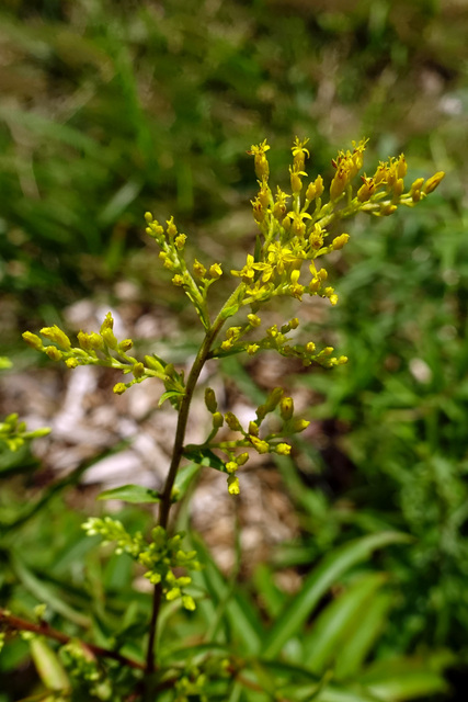 Solidago odora