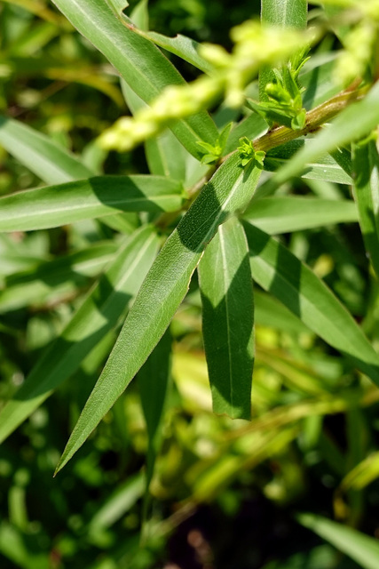 Solidago odora - leaves