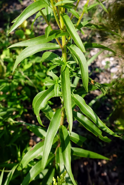 Solidago odora - leaves