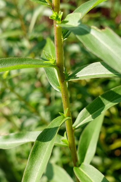 Solidago odora - stem