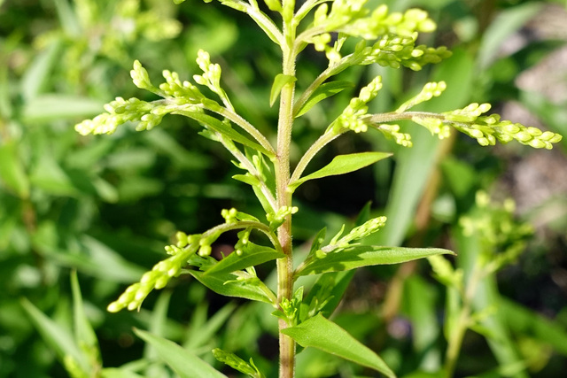 Solidago odora - stem