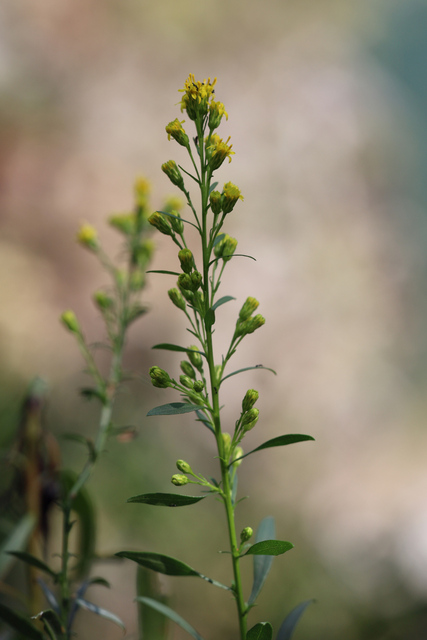 Solidago racemosa