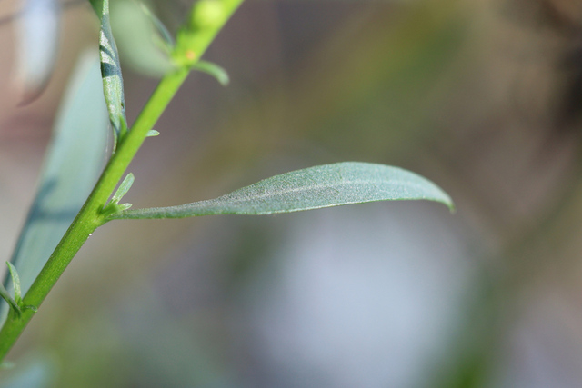 Solidago racemosa - leaves