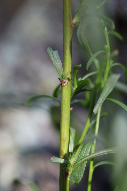 Solidago racemosa - stem