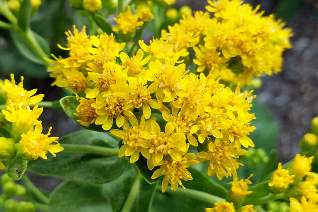 Solidago rigida