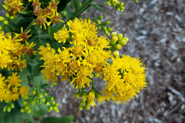 Solidago rigida