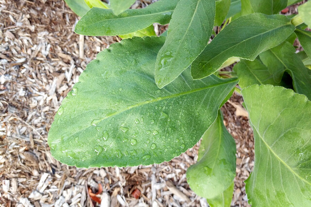 Solidago rigida - leaves