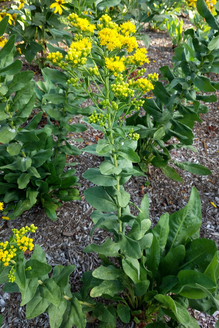 Solidago rigida - plant