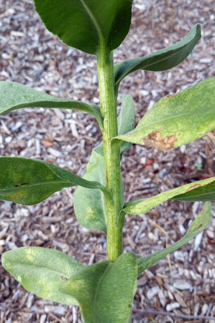 Solidago rigida - stem