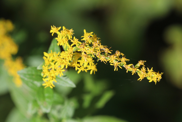 Solidago rugosa