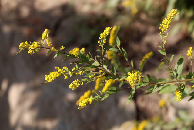 Solidago rugosa