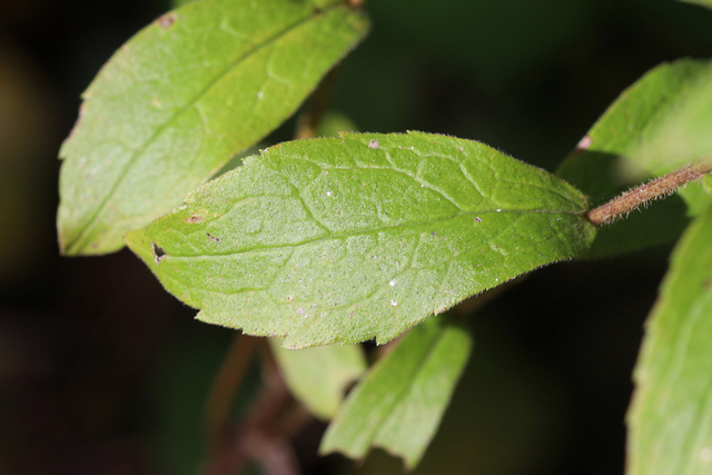 Solidago rugosa - leaves