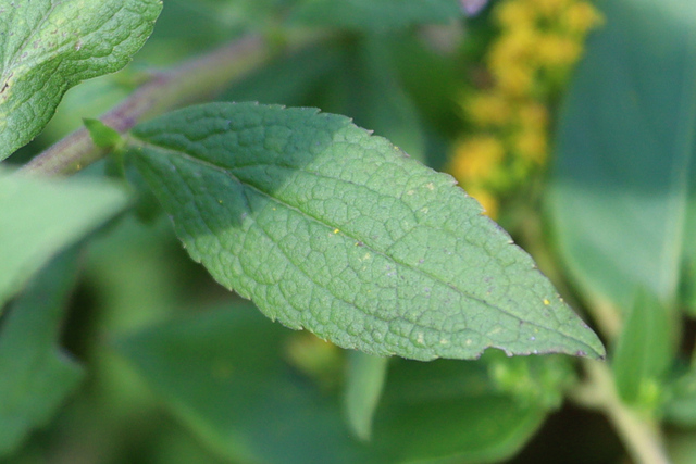 Solidago rugosa - leaves
