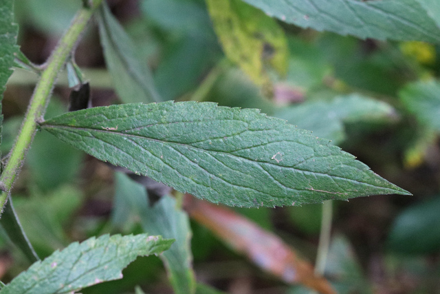 Solidago rugosa - leaves
