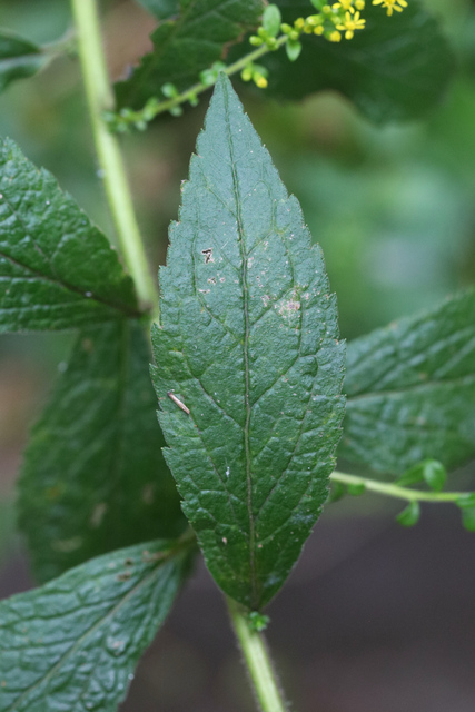 Solidago rugosa - leaves