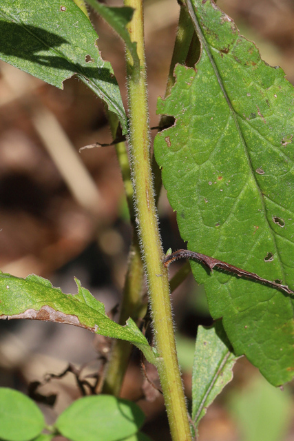 Solidago rugosa - stem