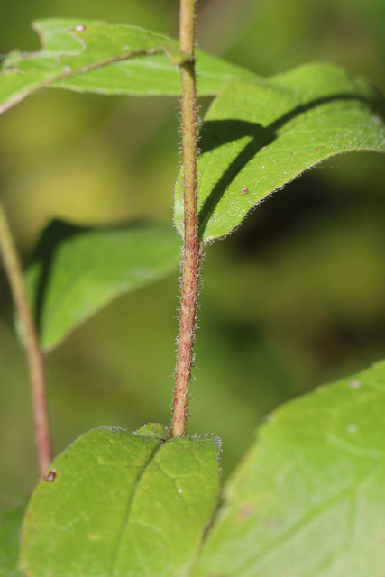 Solidago rugosa - stem