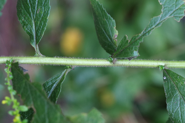 Solidago rugosa - stem