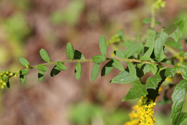 Solidago rugosa - upper leaves