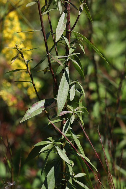Solidago speciosa - leaves