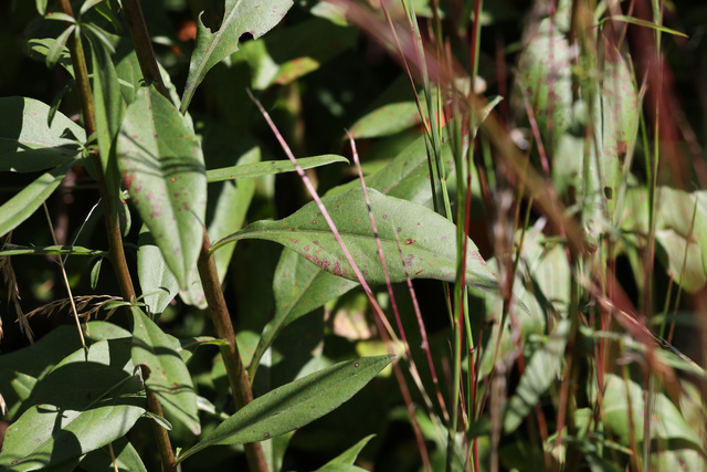 Solidago speciosa - leaves