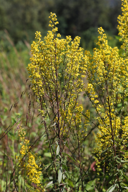 Solidago speciosa - plants