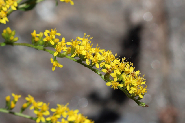 Solidago ulmifolia
