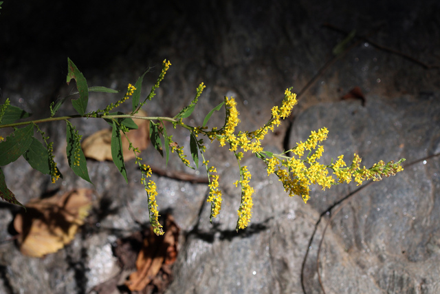 Solidago ulmifolia