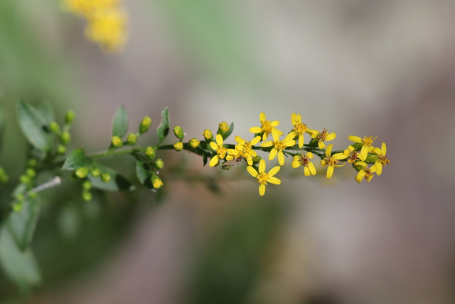 Solidago ulmifolia
